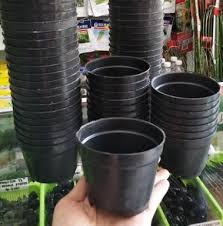 682 likes · 61 talking about this. Jual Pot Bunga Tanaman Hitam 10 Cm Bibitbunga Com