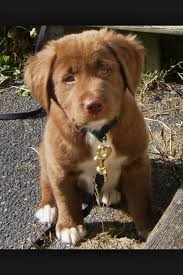 Brown german shepherd and lab mix. German Shepherd Lab Mix Puppy Brown Novocom Top