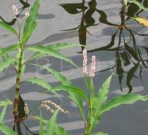 Image result for Persicaria senegalensis