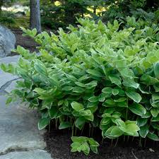 Maybe you would like to learn more about one of these? Photo Essay Shade Perennials That Aren T Hostas Heucheras Or Ferns Perennial Resource
