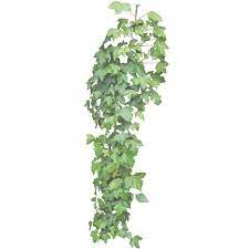 Hanging Ivy Png By Aledjonesstocknart Liked On Polyvore Featuring Home And Home Decor Hanging Plants Ivy Plants Plants