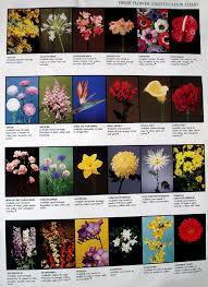 Lots Of Info On Flowers Flower Chart Flower Arrangements Plant Science