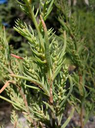 Image result for Searsia squalida