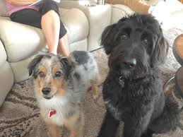 The border collie toy poodle mix may go by the name of petite bordoodle (which usually weighs from 12 to 20 pounds) whereas the border collie miniature poodle mix is also known as the mini bordoodle (weighing 20 to. Border Collie Mini Poodle Mix Online