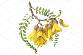 The red flower buds open into deep blue flowers, which turn purple. Kowhai Flowers Pencil Illustration Pre Designed Photoshop Graphics Creative Market
