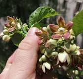 Vine for your food forest: Growing African Ginseng | #Grow