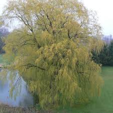 A list of authors is available in wikipedia. Salix Alba Tristis From Nvk Nurseries