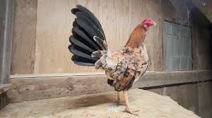 Understanding Gamefowl: Breeds and Characteristics