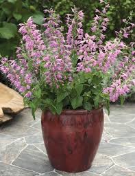 Image result for Salvia coccinea