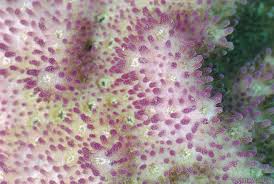 Image result for Subularia monticola
