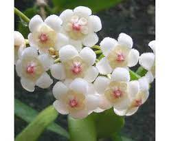 Free delivery and returns on ebay plus items for plus members. Hoya Rotundiflora Uhlig Kakteen More Than 5 000 Different Species