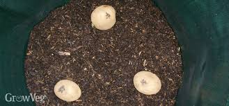You also need to meet the growing requirements for potatoes. How To Successfully Grow Potatoes In Containers