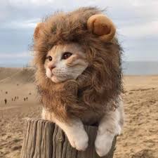 Let's take a closer look at the controversial lion cut cat. Pet Costume Lion Mane Wig Dare To Wear Your Hair