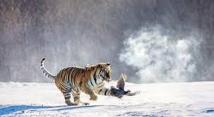 They are one of six living subspecies of tigers, along with bengal, sumatran, south china, indochinese, and malayan tigers.the siberian subspecies is the largest subspecies of tiger. Hengdaohezi Siberian Tiger Park Travel Guidebook Must Visit Attractions In Hailin Hengdaohezi Siberian Tiger Park Nearby Recommendation Trip Com