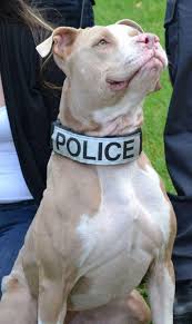 Maybe you would like to learn more about one of these? Meet The First Official Pit Bull Police Dog In The State Of New York Cbs News