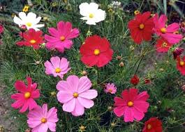 Jual Benih Cosmos Dwarf Mix Flower Bunga Kecil Warna Warni Di Lapak Amefurashi Bukalapak