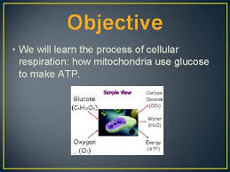 The protein complex known as atp synthase uses the stored energy from the proton motive force to generate atp molecules. Agenda Warmup Study 10 Min Quiz On Photosynthesis