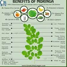 Moringa Oleifera Leaf Extract Capsules Energy Booster Healthy Herbal Supplements 100 Capsules Moringa Benefits Moringa Healing Herbs