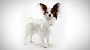 Papillon Dog Breed Selector Animal Planet