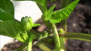 Paprikas ausgeizen komplette anleitung vom profi. Paprika Konigsblute Ausbrechen Biogartenland Youtube