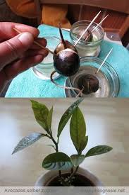 Avocado Pflanzen Avocadobaum Selber Ziehen Philognosie Avocado Baum Avocadobaum Avocado Pflanze