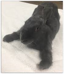 The syndrome of swimmer puppies is sometimes referred to as pectus excavatum, and described by her as a. Pectus Excavatum And Swimmer Puppy Syndrome With Concurrent Congenital Cardiac Anomalies In Two Domestic Rabbits Sciencedirect