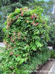 Image result for Combretum indicum