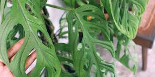 Check spelling or type a new query. 5 Tanaman Hias Termahal Di Indonesia Salah Satunya Janda Bolong Merdeka Com