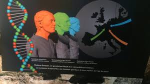 In the fact that loschbour, a whg individual from luxembourg. Loschbour Man 5 En At National Museum Of Natural History Luxembourg Youtube
