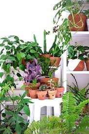 Tips Merawat Tanaman Saat Mudik Living Loving For All Things Lovely Menanam Tanaman Indoor Tanaman