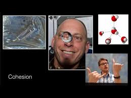 They compete successfully with hydrogen bonds between the water when the surfaces of the protein molecules and the sorbent are predominantly polar it is likely that some hydration water is retained between the. Water A Polar Molecule Youtube