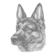 They are the second most popular dogs in usa and 4th most popular in united kingdom. How To Draw A German Shepherd Dog Head Detail Youtube