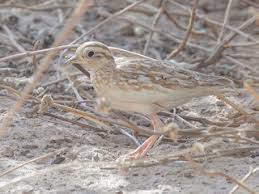 Image result for Pteris auquieri