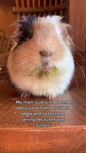 All orders are custom made and most ship worldwide within 24 hours. Discover Guinea Pig Funny S Popular Videos Tiktok