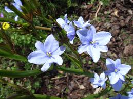 Image result for Aristea angolensis