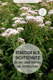 As Sicherschutz Stauden Als Sichtschutz Stauden Als Sichtschut 2020