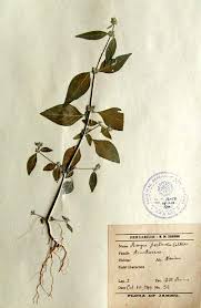 Image result for Rungia