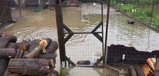 În plus, şi hidrologii au avertizat că mai ales în aceste zone riscul de inundaţii este foarte ridicat. Inundatii In Mai Multe Localitati Din Banat E Cod Rosu Peste 100 De