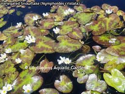 Image result for Nymphoides forbesiana