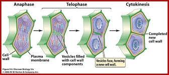 Check spelling or type a new query. Plants Lack Centrosomes How Does The Process Of Cell Division Take Place In Plants Quora