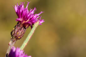 Image result for Vernonia hirsuta