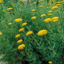 Growing Yarrow From Seeds Hgtv