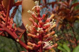Image result for Helixanthera