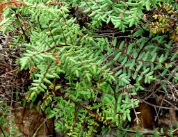 Image result for Pellaea