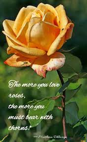 Stop and smell the roses quotes; Romantic Rose Quotes 20 Best Rose Love Quotes With Images