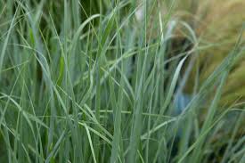 Image result for Panicum eickii