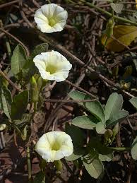 Image result for Merremia quinquefolia