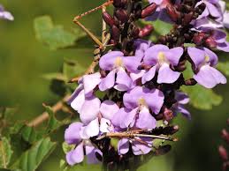 Image result for Macropsychanthus