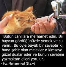 hilal akyuz adli kullanicinin kedisiz yasam tatsizdir panosundaki pin dualar bilgece sozler inanc sozleri