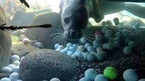 Image result for what chips off golf balls in the ocean